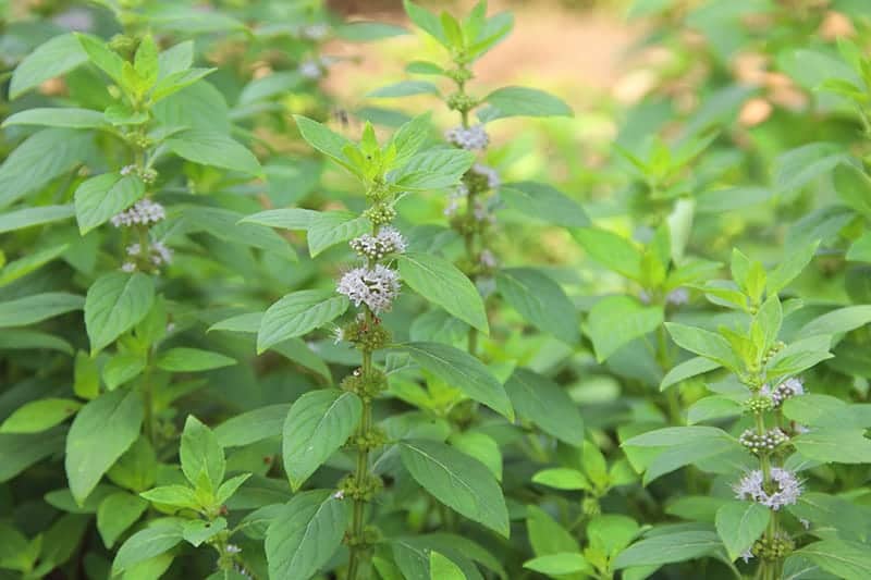 European Pennyroyal