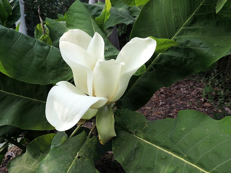 Bigleaf Magnolia