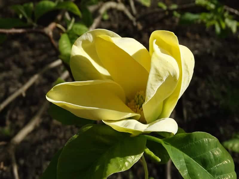 Cucumber Tree Magnolia