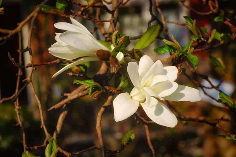 Kobus Magnolia
