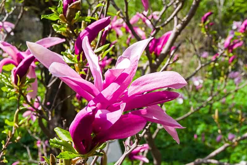Lily Magnolia