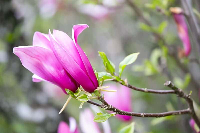 Saucer Magnolia