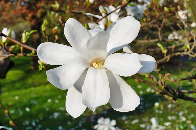 Star Magnolia