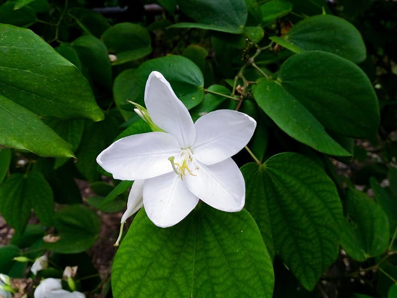 Sweetbay Magnolia