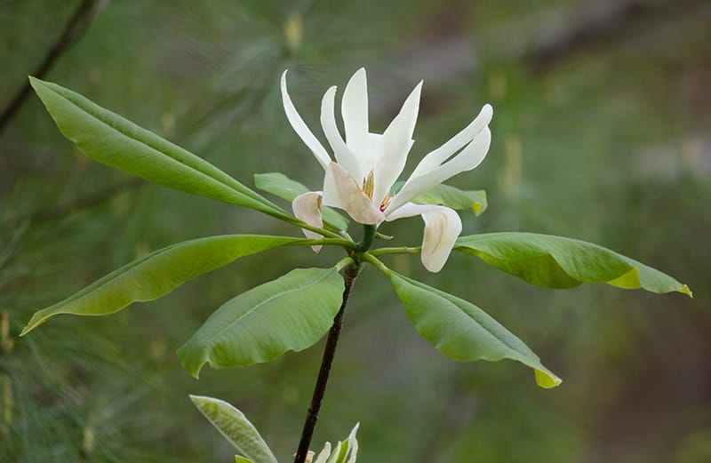 Umbrella Magnolia