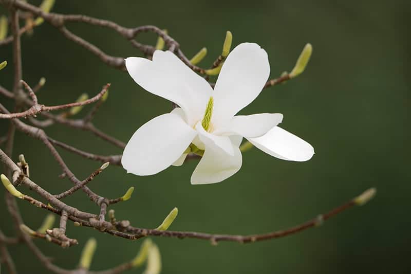 Yulan Magnolia