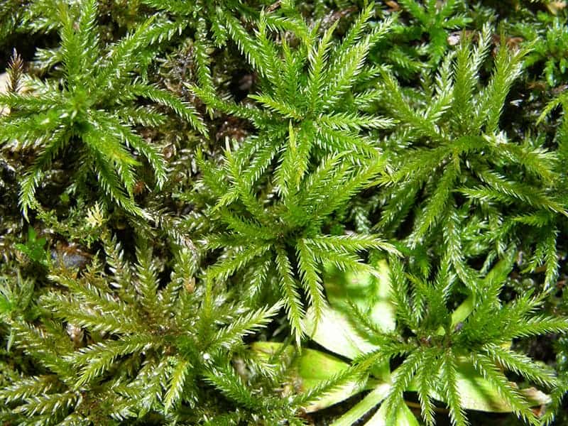 American-Tree-Moss