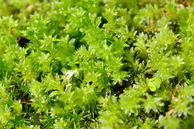 Baby-Tooth-Moss