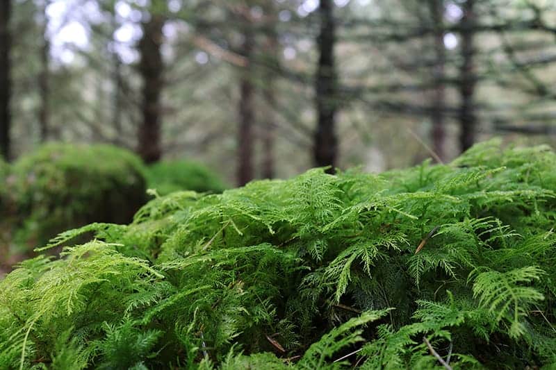 Common Tamarisk Moss