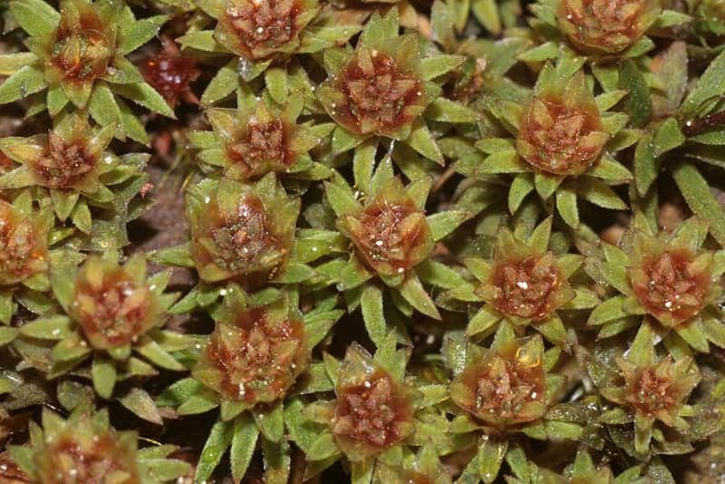 Dwarf Haircap Moss