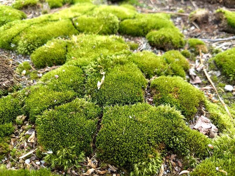 19 Types of Mosses For Your Garden