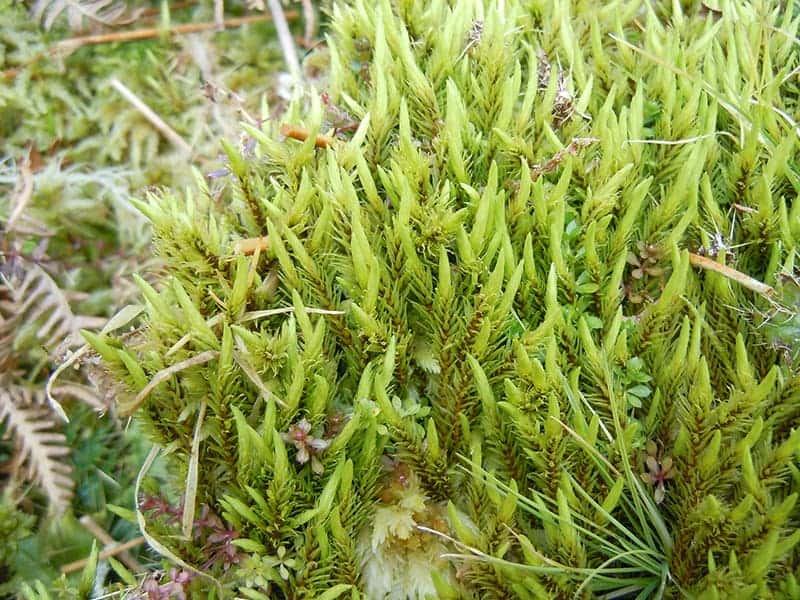 American-Tree-Moss