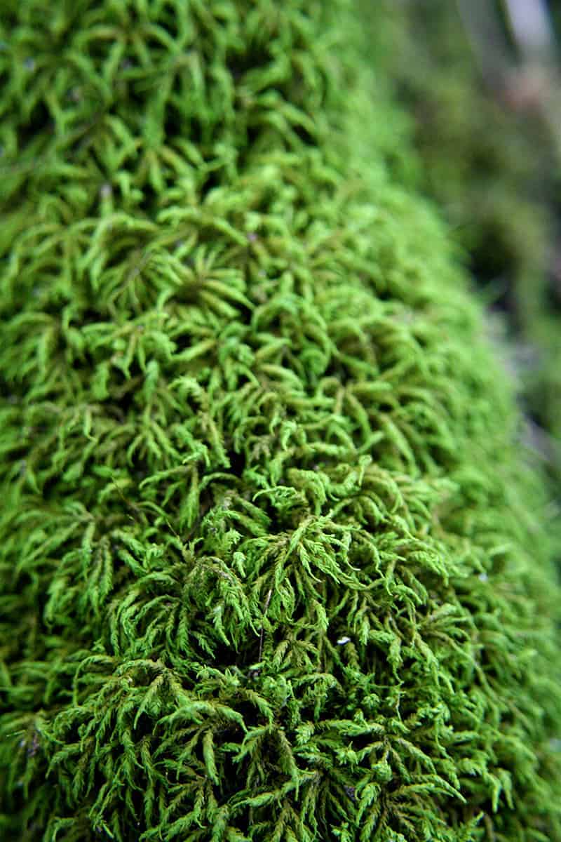 Shiny Seductive Moss