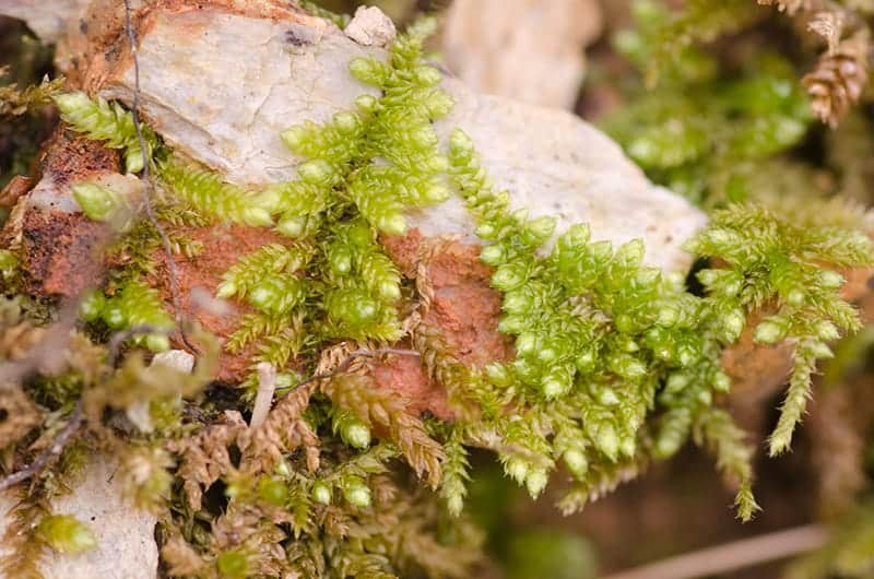 Spoon-Leaved Moss