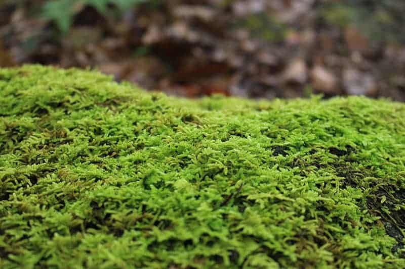 Springy Turf Moss
