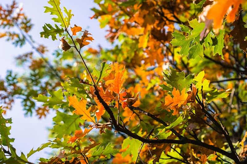 California Black Oak