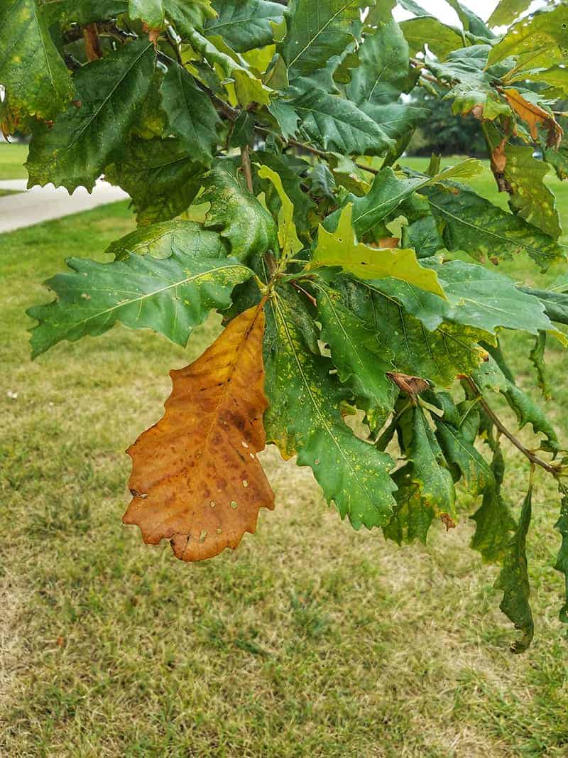 Chestnut Oak