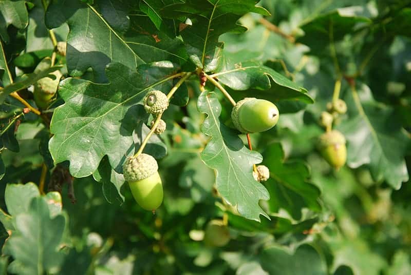 English Oak