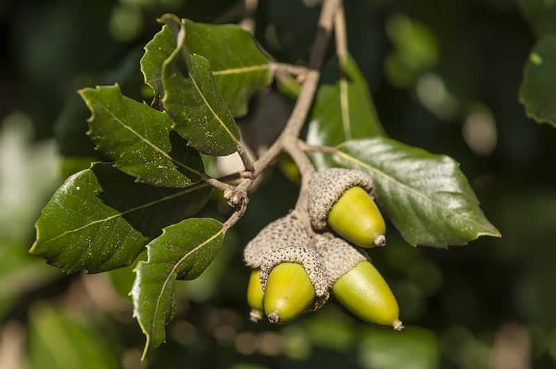 Holm Oak