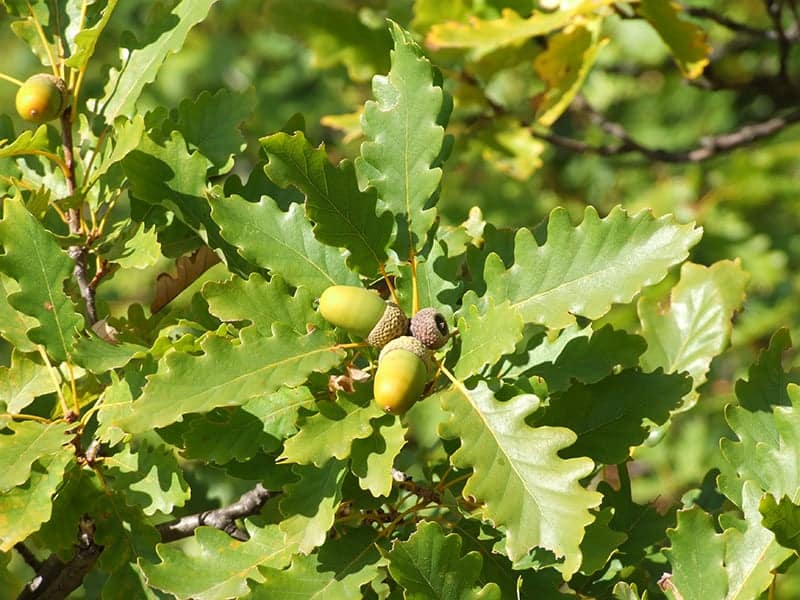 Sessile Oak