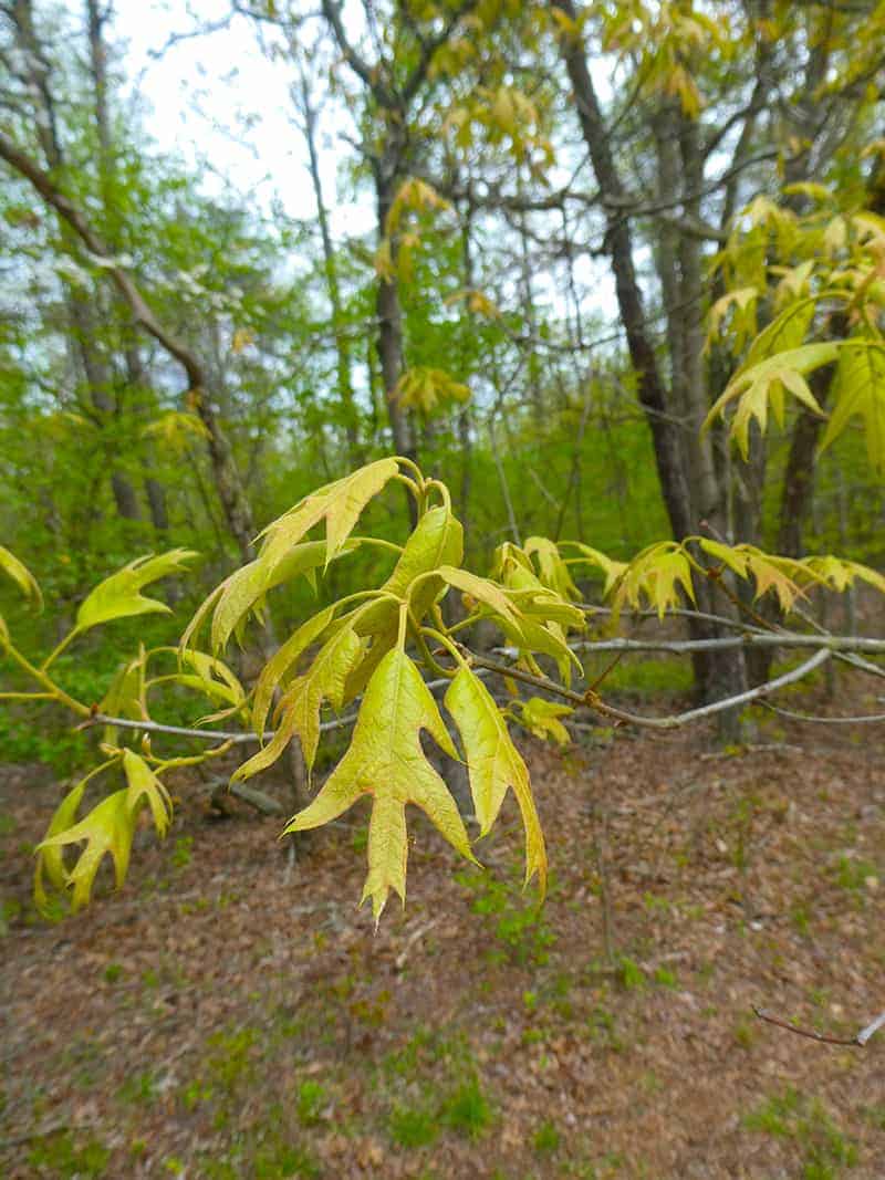 Southern Red Oak