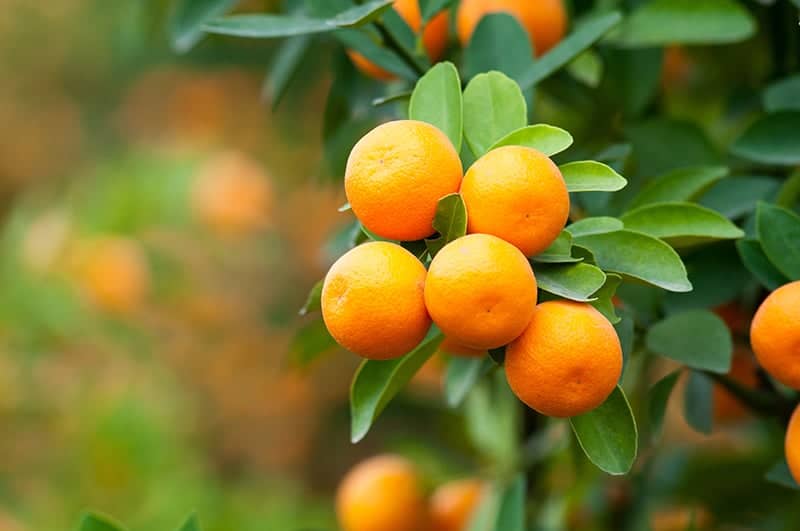 satsuma tangerine tree florida satsuma tangerine tree florida