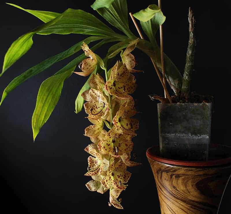 Cycnoches Orchids