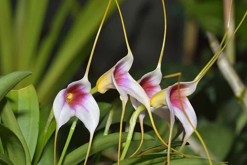 Masdevallia Orchids