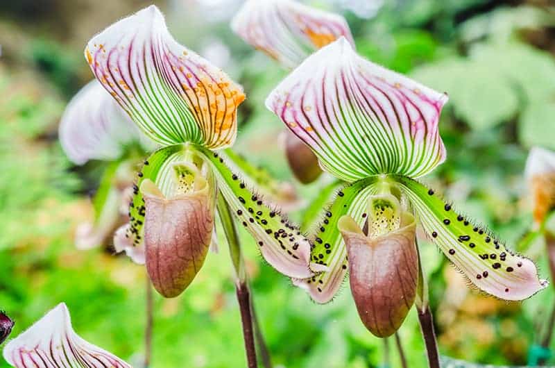 Paphiopedilum Orchids