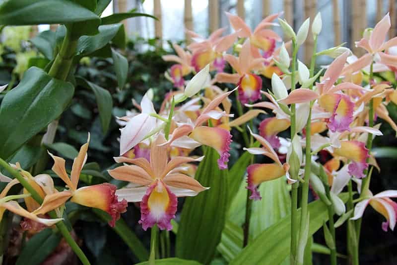 Phaius Orchids