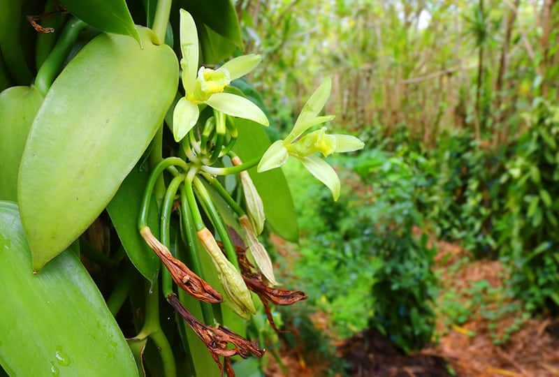 Vanilla Orchids