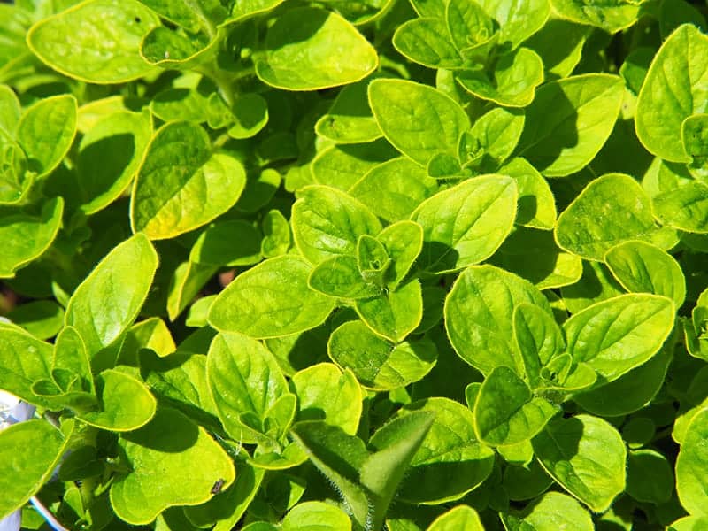 Golden Oregano