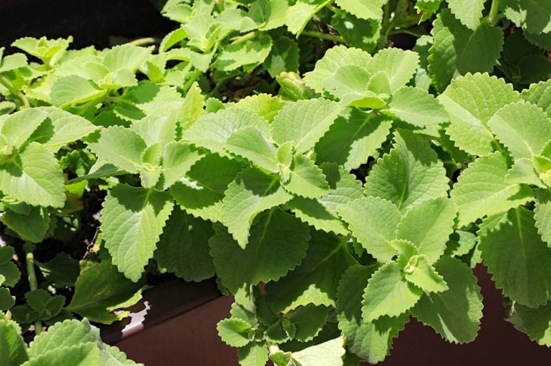 Greek Oregano