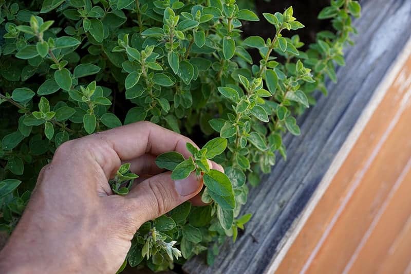 Italian Oregano