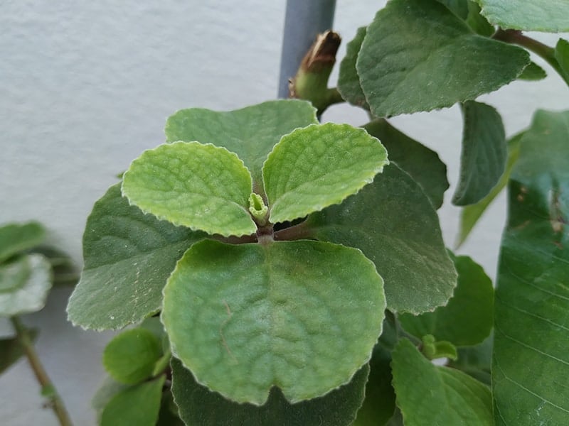 Ornamental Oregano