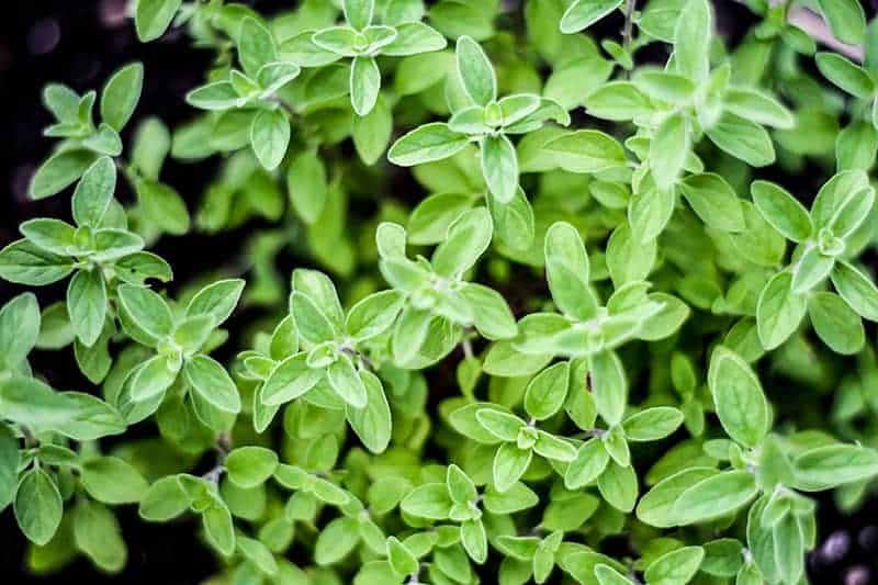 Sweet Marjoram