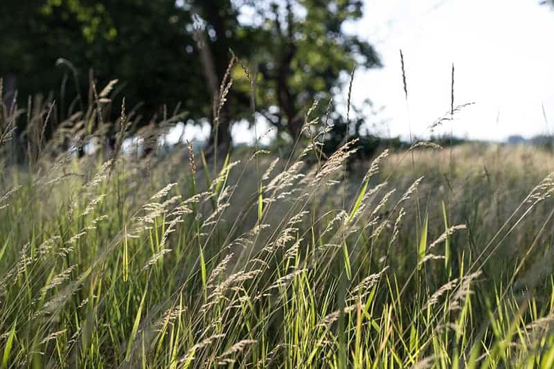 Big Bluestem