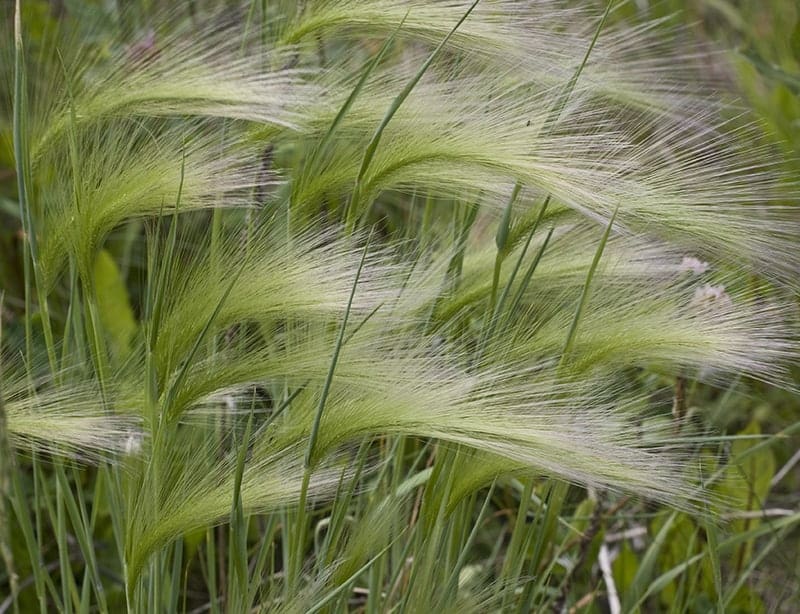 Foxtail Barley