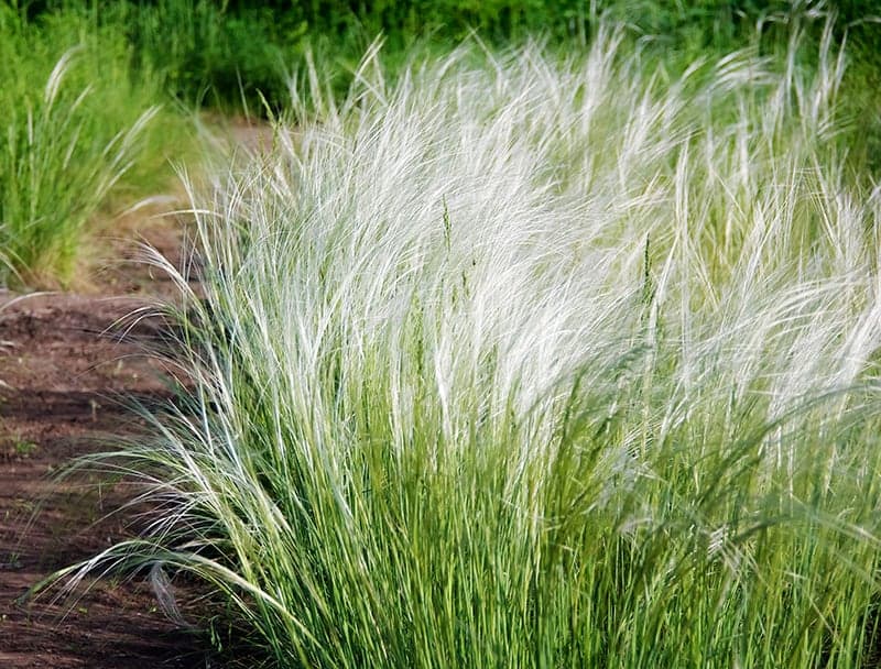 Mexican Feather Grass