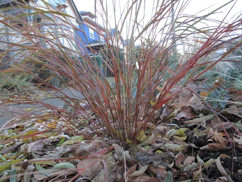 New Zealand Wind Grass