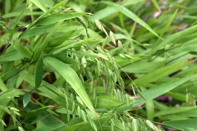 Northern Sea Oats