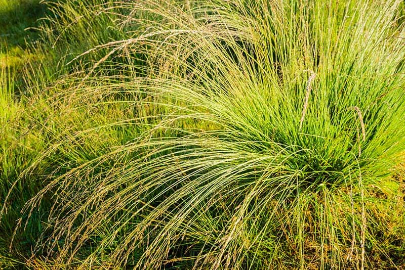 Purple Moor Grass