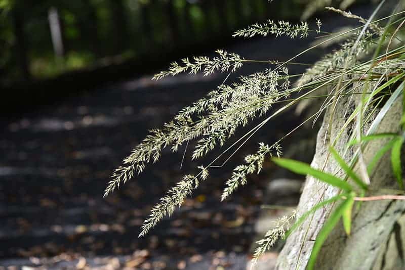 Reed Grass