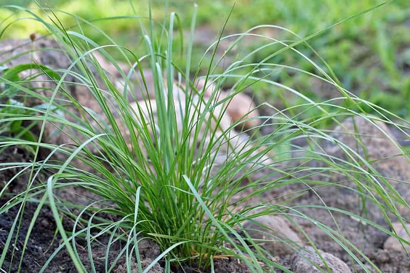 Tufted Hair Grass