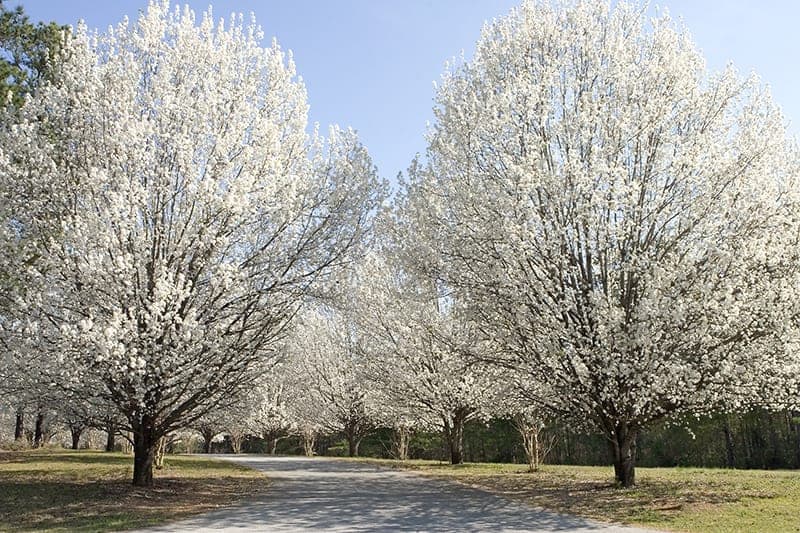 Bradford Pear