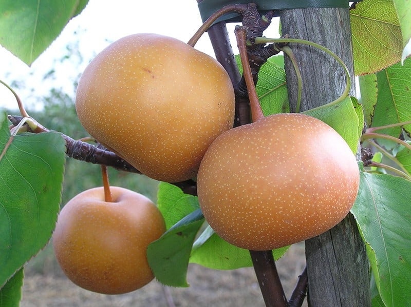 Chojuro Pear
