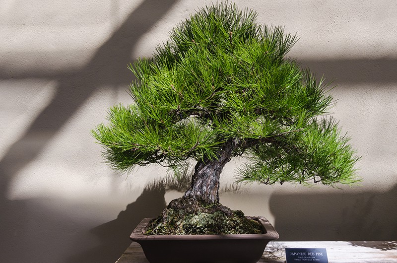 Japanese Red Pine