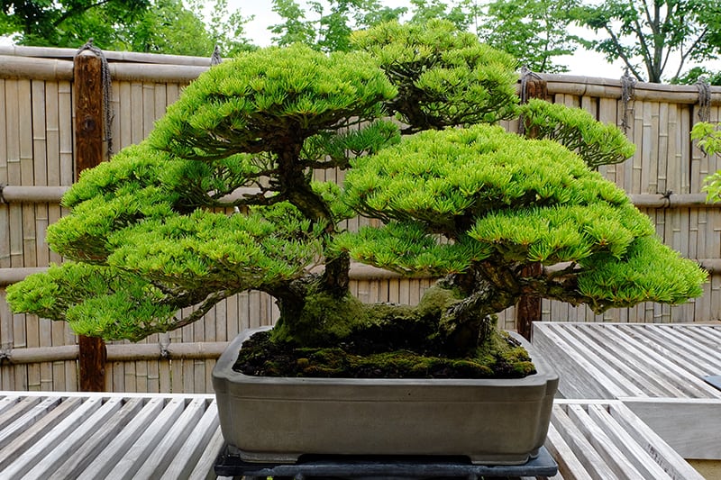 Japanese White Pine