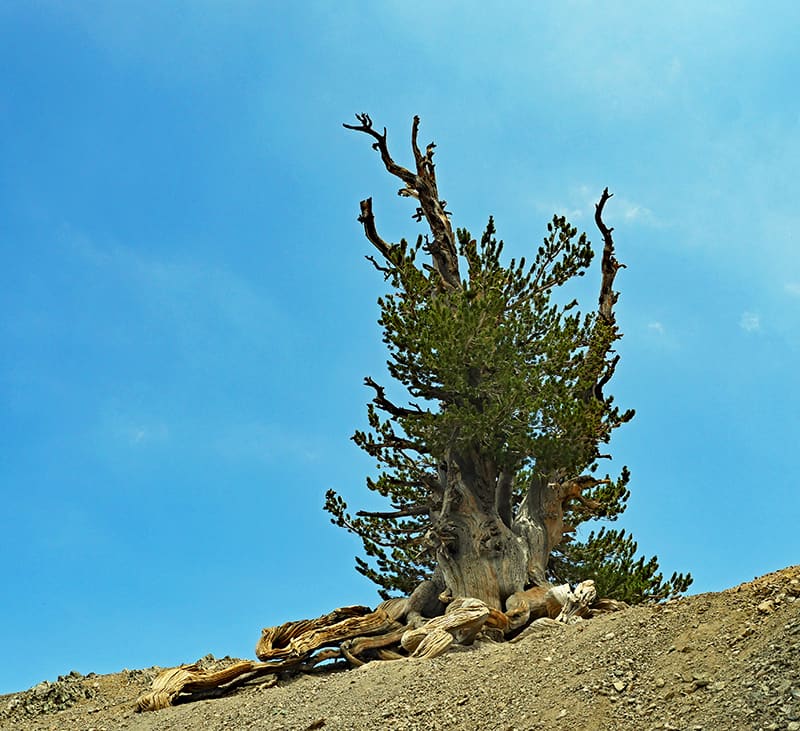 Limber Pine