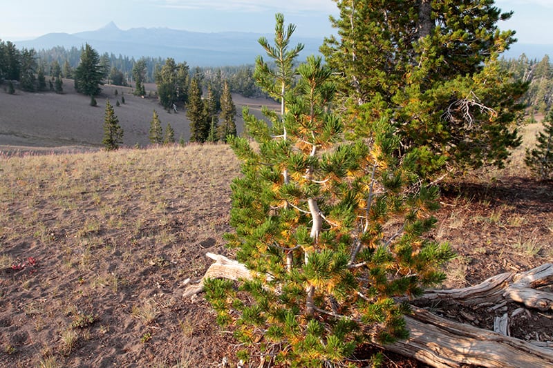 Whitebark Pine